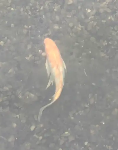 koi fish for sale, View more