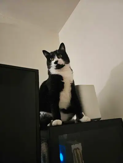 Chat Female 1 ans Opere , View more