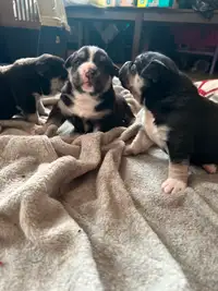BEAUTIFUL PUPPIES FOR SALE