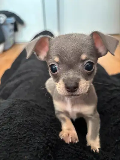 Chihuahua puppies, View more