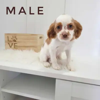 Cavalier King Charles x Puppies - last boy!, View more