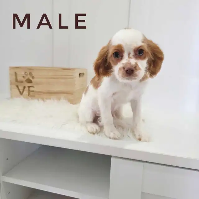 Cavalier King Charles x Puppies - last boy! in Dogs & Puppies for Rehoming in Mississauga / Peel Region - Image 2