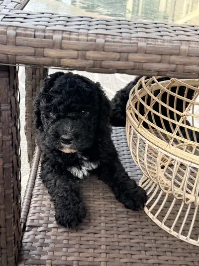 Only 1 pup left.  Purebred Spanish Water Dogs CKC Registered, View more