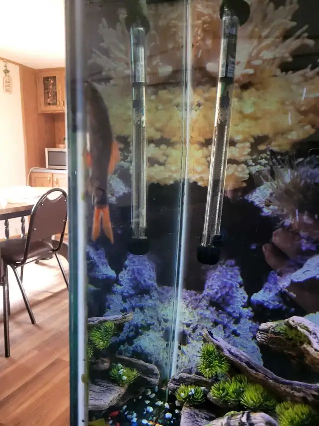 aquarium with stand in Fish for Rehoming in Lethbridge - Image 4