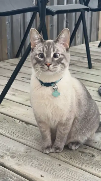 Siamese Male cat to good home, View more