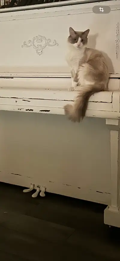 Chat croisé himalayen à vendre. 1 an Chat d’intérieur qui sera heureux s’il va à l’extérieur aussi....