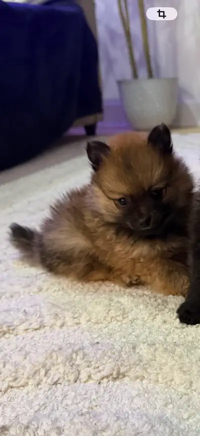 Pomeranian xsmall, View more