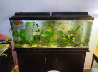 16 Various aquarium available from 5-60 gallons 