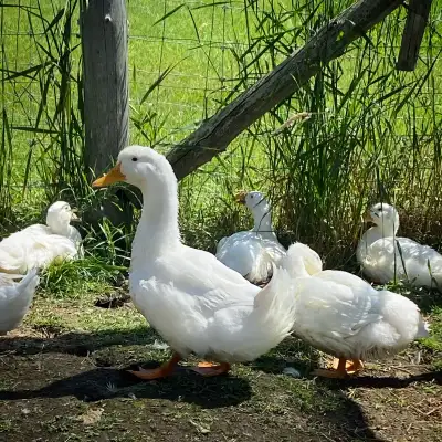 Pure Pekin Ducks, View more