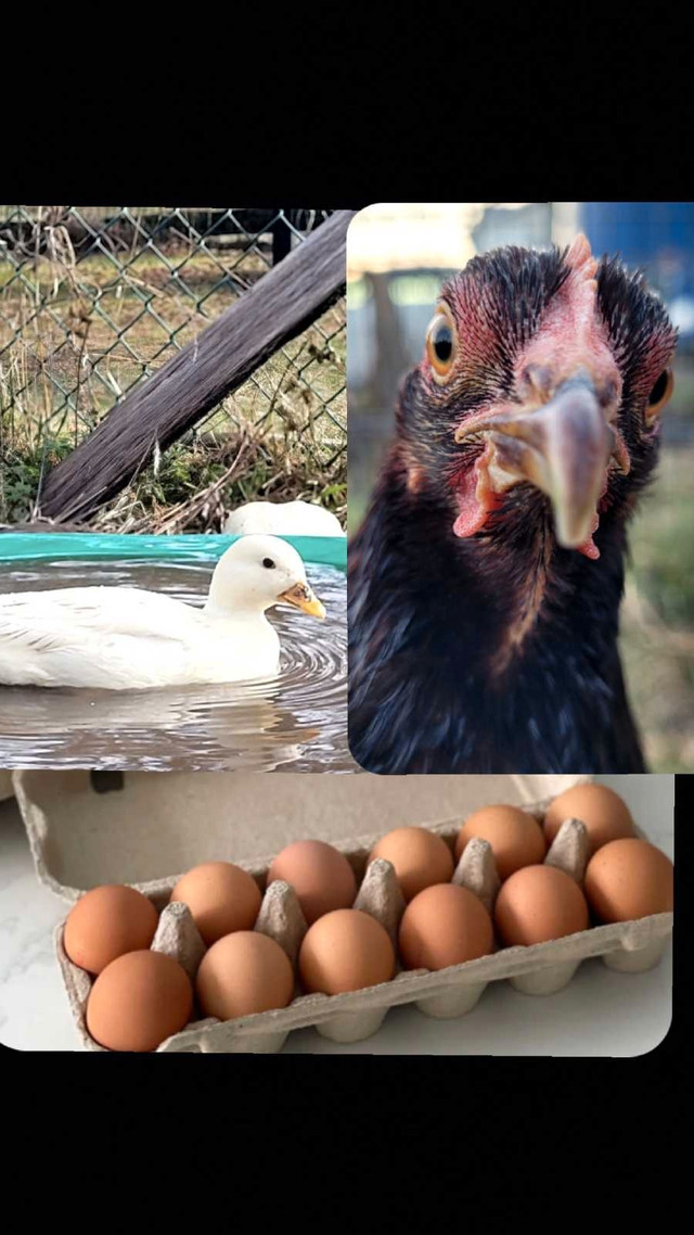 hatching eggs and eating eggs in Livestock in Napanee
