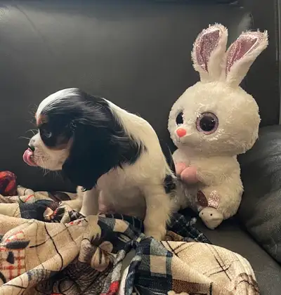 Adorable King Charles Spaniel Puppies for Sale! 2 males available, the one with shorter tail is $120...