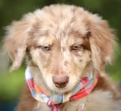 6 TRÈS  RARES BORDOODLES, DOODLES,   CHIOTS,PUPPY, View more