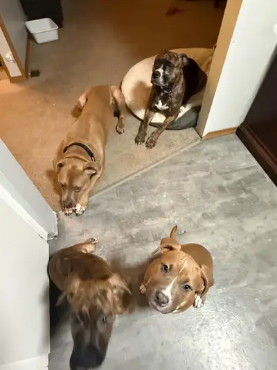 Puppies for sale, View more