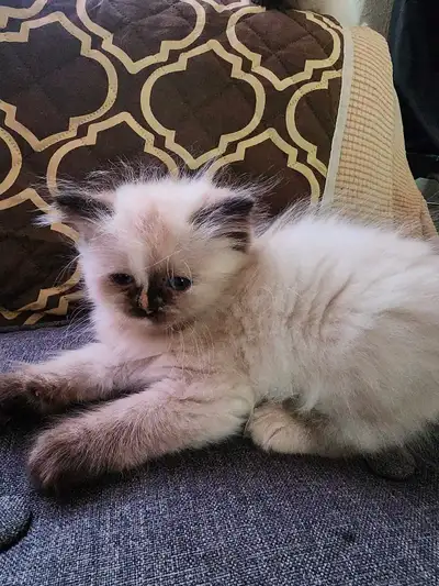 Himalayan Kitten female , Voir plus