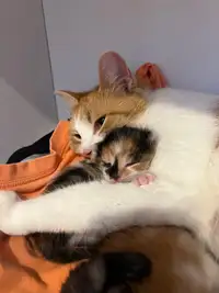 Kittens For Rehoming