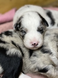Australian Shepherd Puppies