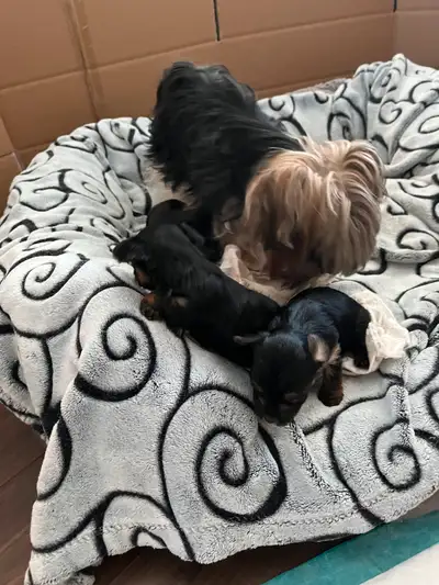 Three beautiful Yorkshire terrier available for re-home 3 female puppies were Born April 18,2025. Th...