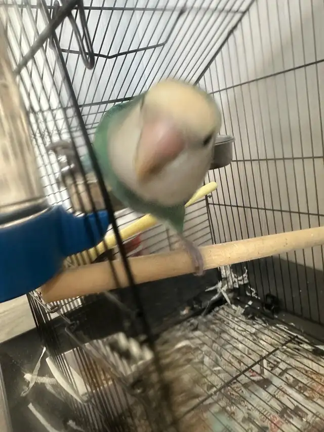 2  hand tamed Breeding lovebirds! Beautiful colours in Birds for Rehoming in Delta/Surrey/Langley - Image 5