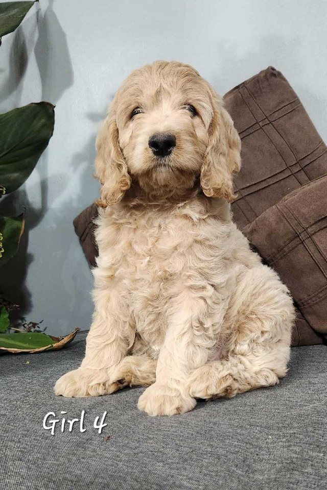 Cockapoo Puppies in Dogs & Puppies for Rehoming in Stratford - Image 4