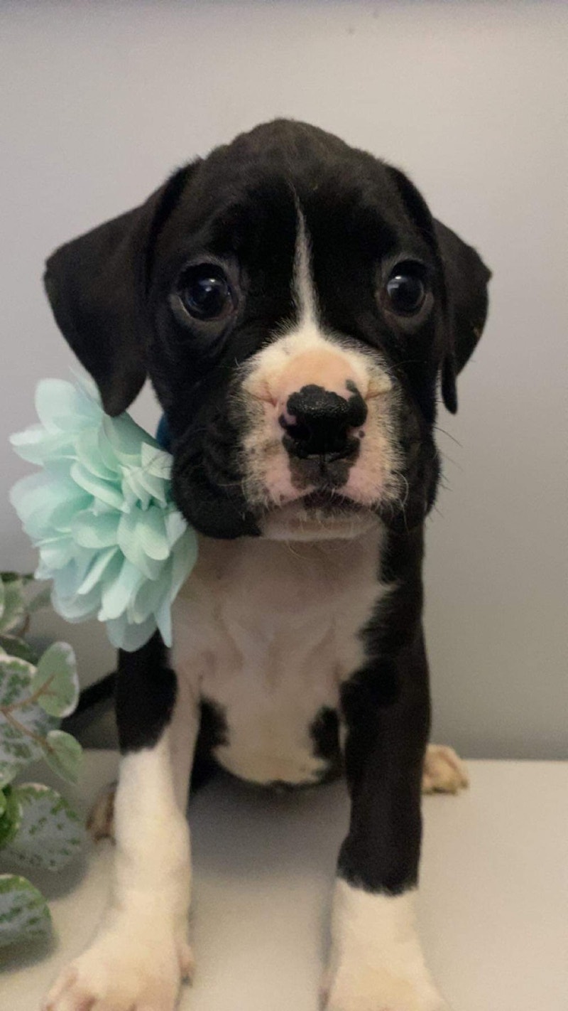 BOXER PUPS READY IN A WEEK FOR FUREVER HOME Dogs & Puppies for