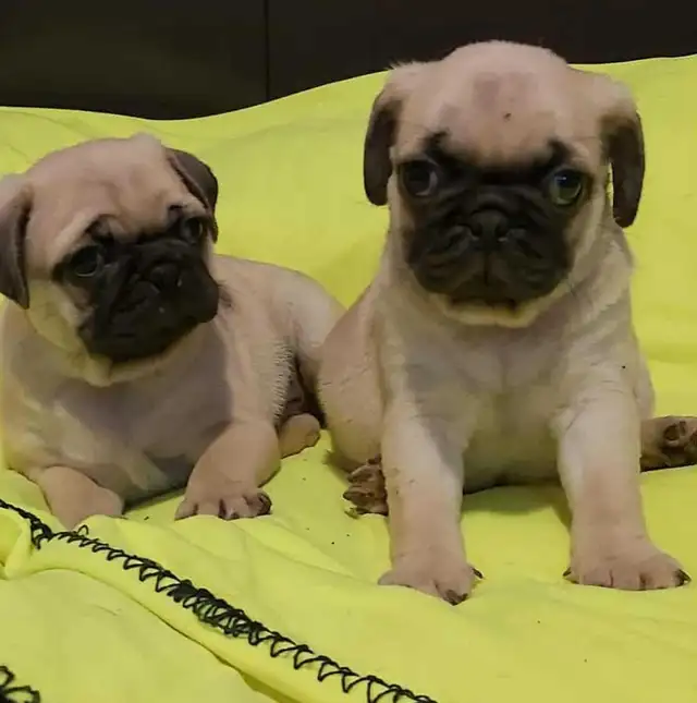 Pug puppies. Vaccinated and dewormed. weekend sale.. in Dogs & Puppies for Rehoming in Brantford - Image 4