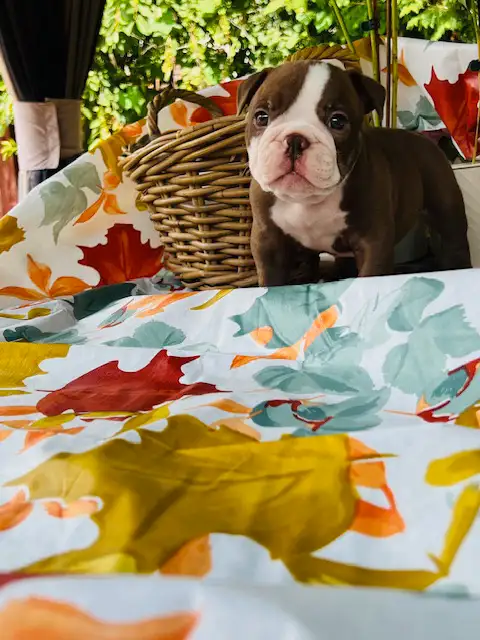Male Olde English Bulldog in Dogs & Puppies for Rehoming in City of Toronto - Image 8