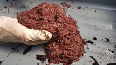 1/4 LBS Red Wiggler Worms + 500 cocoons- $24.99 1/2 LBS Red Wiggler Worms- $29.99 1 LBS Red Wiggler...