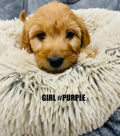 ❤️Red Cockapoo puppies❤️, View more