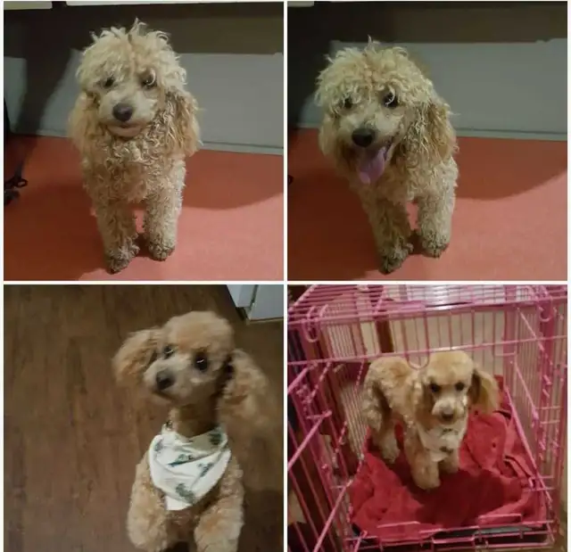 GROOMING AVAILABLE 520784351561656327