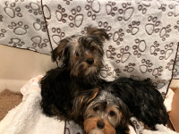 Biewer yorkie Pups Ready to go to Loving Home.