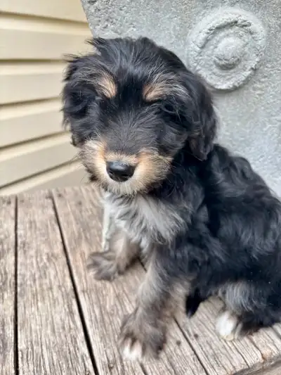 Outback Aussies is proud to offer our last female pup from an outstanding litter !! Our parent dog a...