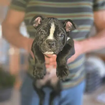 Chiots Boston Terrier Puppies, View more