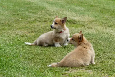 CKC Pembroke Corgi, View more