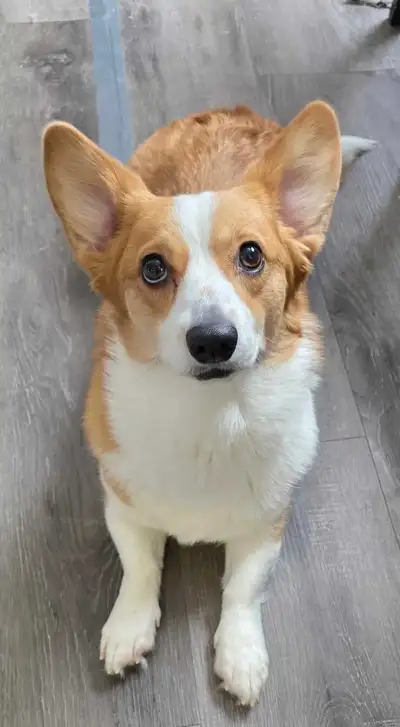 Rehoming sweet Corgi due to moving sadly , View more