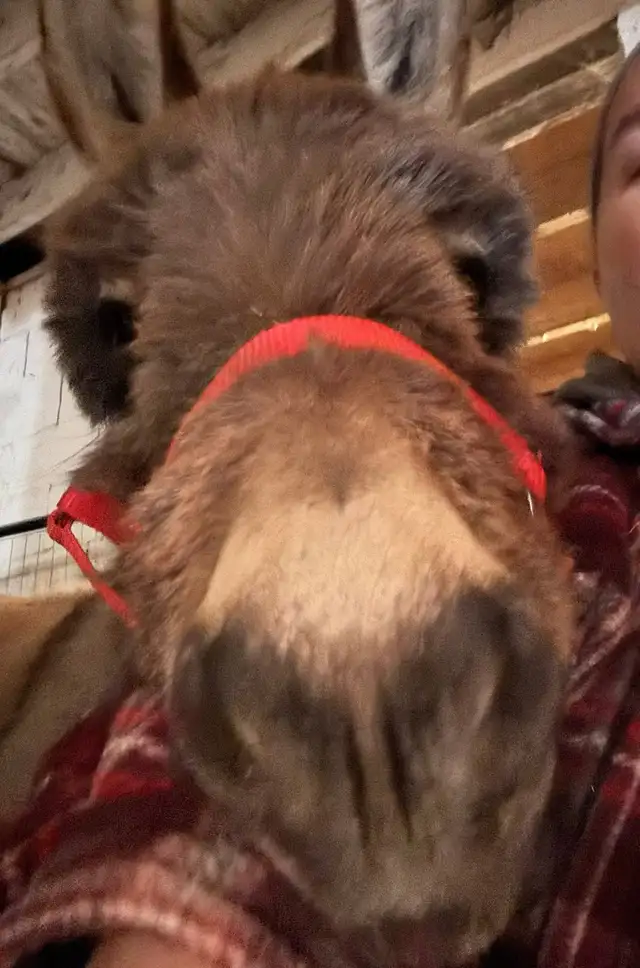 Mini Donkey and Goat Cuddles64733723138177124