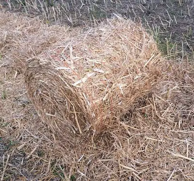 300 Small round straw bales available for sale. Great for your chicken coop.....stall management aro...