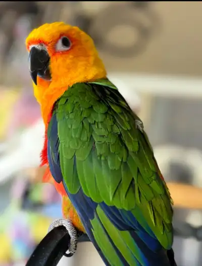 4 year old Jenday Conure. Hand tamed. Very friendly. Beautiful. Used to people and other birds. Love...