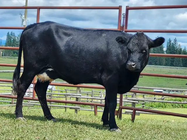 dexter cow/calf pair and yearling heifer in Livestock in Cranbrook - Image 5