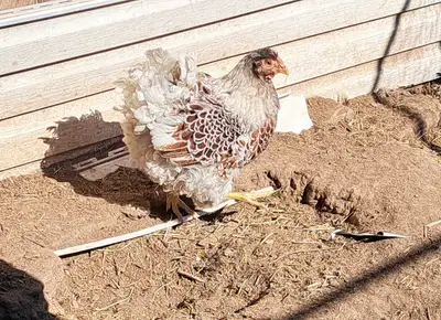 5 laying hens, View more
