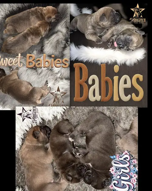 Hello and welcome to Monster Cane Corso! About Us: * Occasionally we have puppies! * We run a very s...