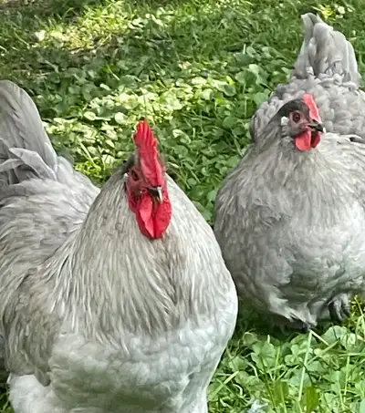 SOLD     ORPINGTONS {pair), View more