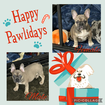 French Bulldog Puppies, View more