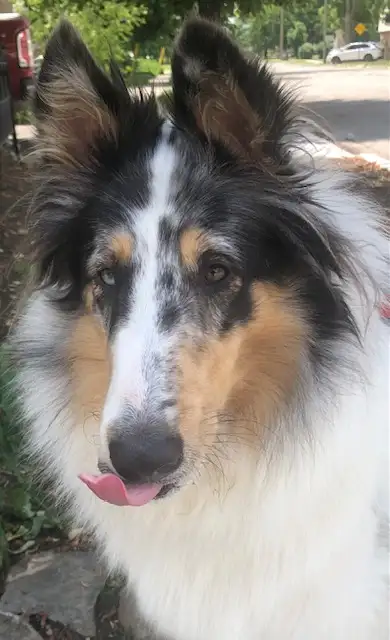 Blue Merle Harlequin CKC Rough Collie with one Gray Eye......4 yrs old , Healthy, Spayed, looking fo...