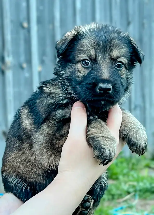 Puppies ready this weekend in Dogs & Puppies for Rehoming in Ottawa - Image 7