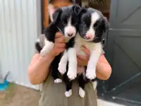 Purebred Boarder Collie Puppies, in  Muskoka