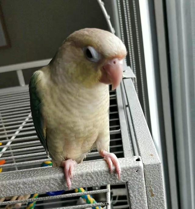 Cinnamon Turquoise conure with cage in Birds for Rehoming in City of Toronto - Image 2