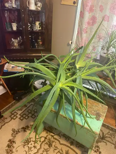 Giant “Aloe Vera” Plant, View more