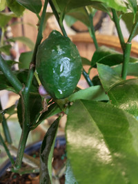SUPER DWARF MEYER Lemon Tree Indoor plant bonsai for apartment