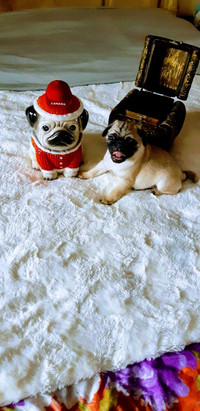  Pure bred Pug puppies 