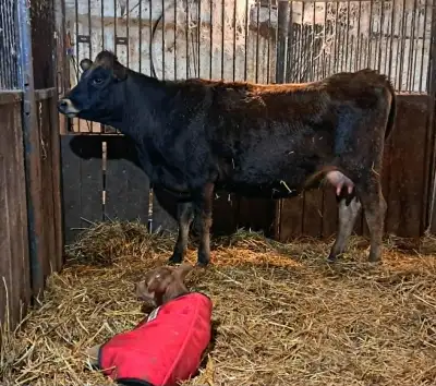 First calf Jersey Heifer, View more